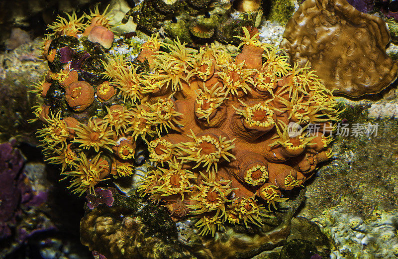 Tubastrea coccinea，橙色杯珊瑚。毛伊岛,夏威夷。